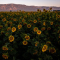 The Dynamic Political Landscape of Northwest Oregon