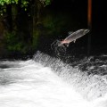 The Complex Relationship Between Environmental Issues and Politics in Northwest Oregon