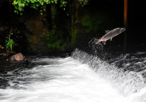 The Complex Relationship Between Environmental Issues and Politics in Northwest Oregon